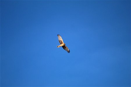 Northern Harrier photo