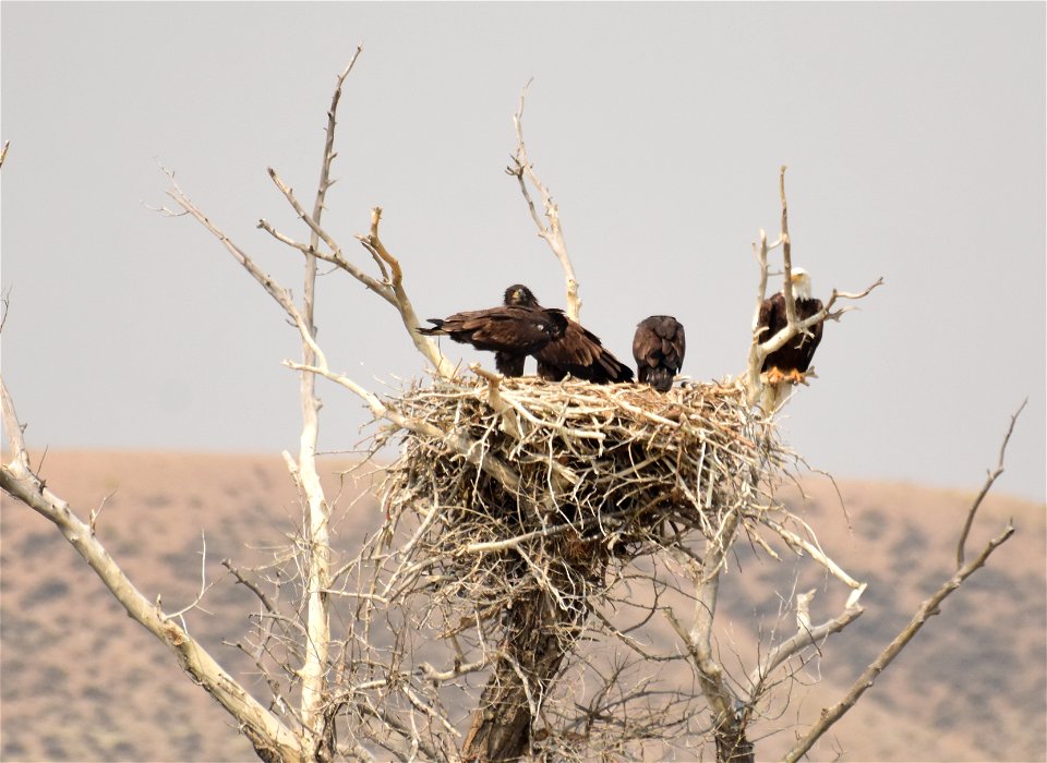 Bald eagle at Seedskadee National Wildlife Refuge - Free photos on ...