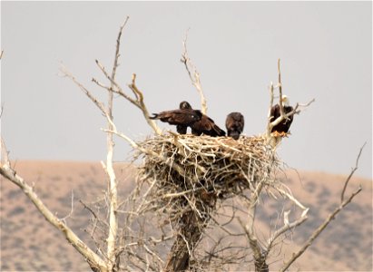 Bald eagle at Seedskadee National Wildlife Refuge photo