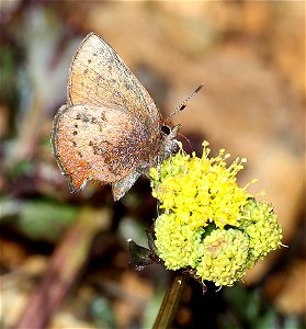 ELFIN, BROWN (Callophrys augustinas) (05-15-2022) west of o'brian on lone mt rd at or mt botanical area, josephine co, or-01