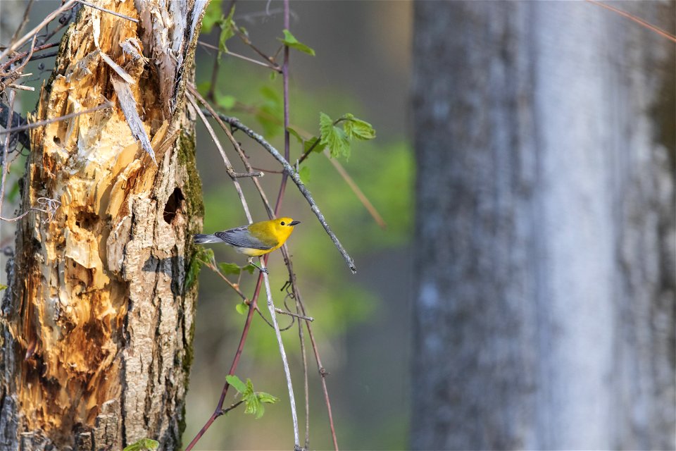 Prothonotary warbler