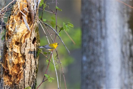 Prothonotary warbler photo