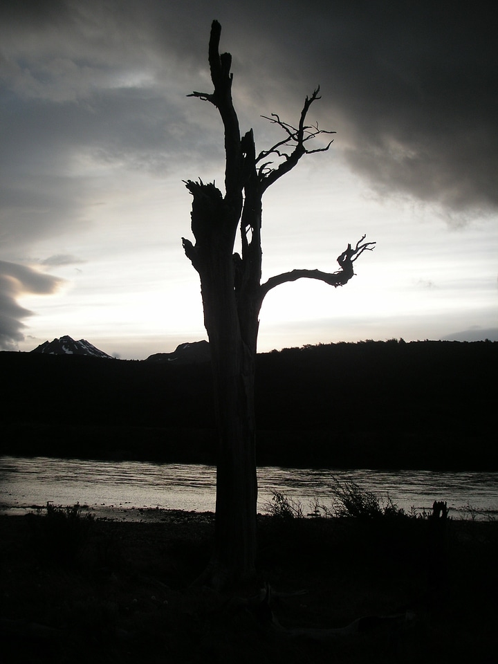 Sunset dead tree backlighting