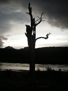 Sunset dead tree backlighting photo