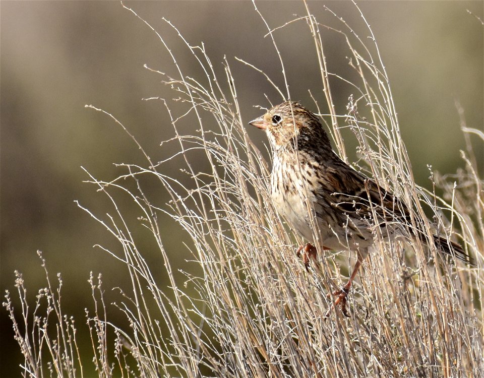 Vesper sparrow at Seedskadee National Wildlife Refuge