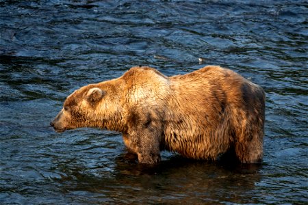 Bear 480 Otis Skinny