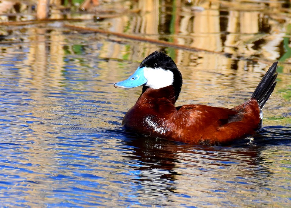 Ruddy duck at Seedskadee National Wildlife Refuge