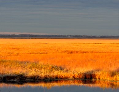 Marsh of Gold - Horicon National Wildlife Refuge photo