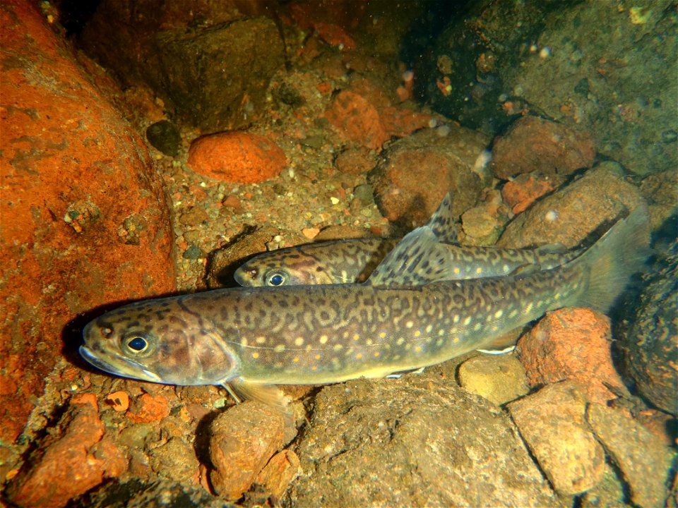 A Pair of Brook Trout