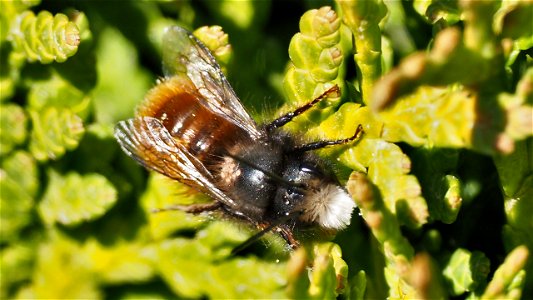 Osmia cornuta (Gehörnte Mauerbiene) - Männchen