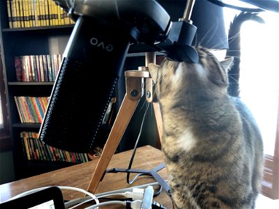 Ollie! That's Not Where You Talk!