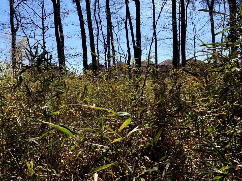 Nobidome Josui History and Nature Conservation Area in Higashikurume-shi