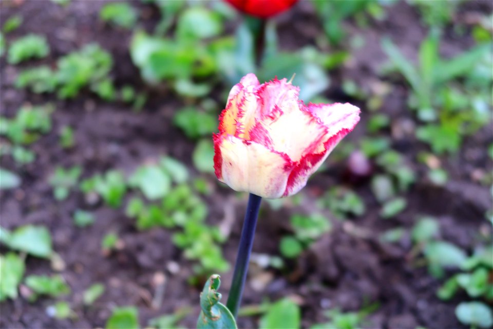 japanes_garden_rain_Herastrau (33)