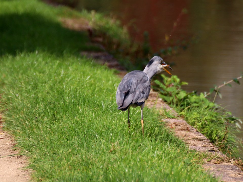 Grey Heron with Perch. 3 photo