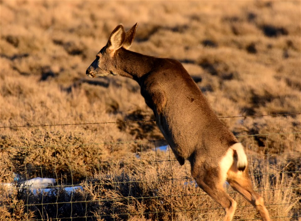 Mule deer and fence in SW Wyoming