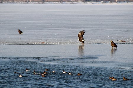 Bald Eagles Lake Andes National Wildlife Refuge South Dakota photo