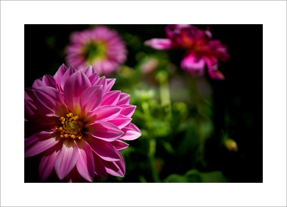 Chrysanthemum