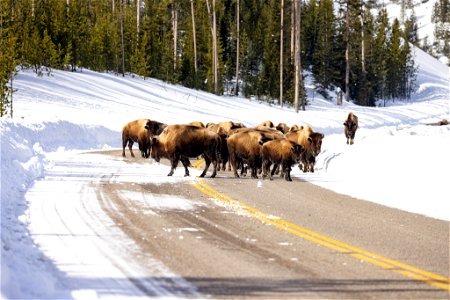 Spring biking road conditions 2023: bison and snow drifting in the road photo