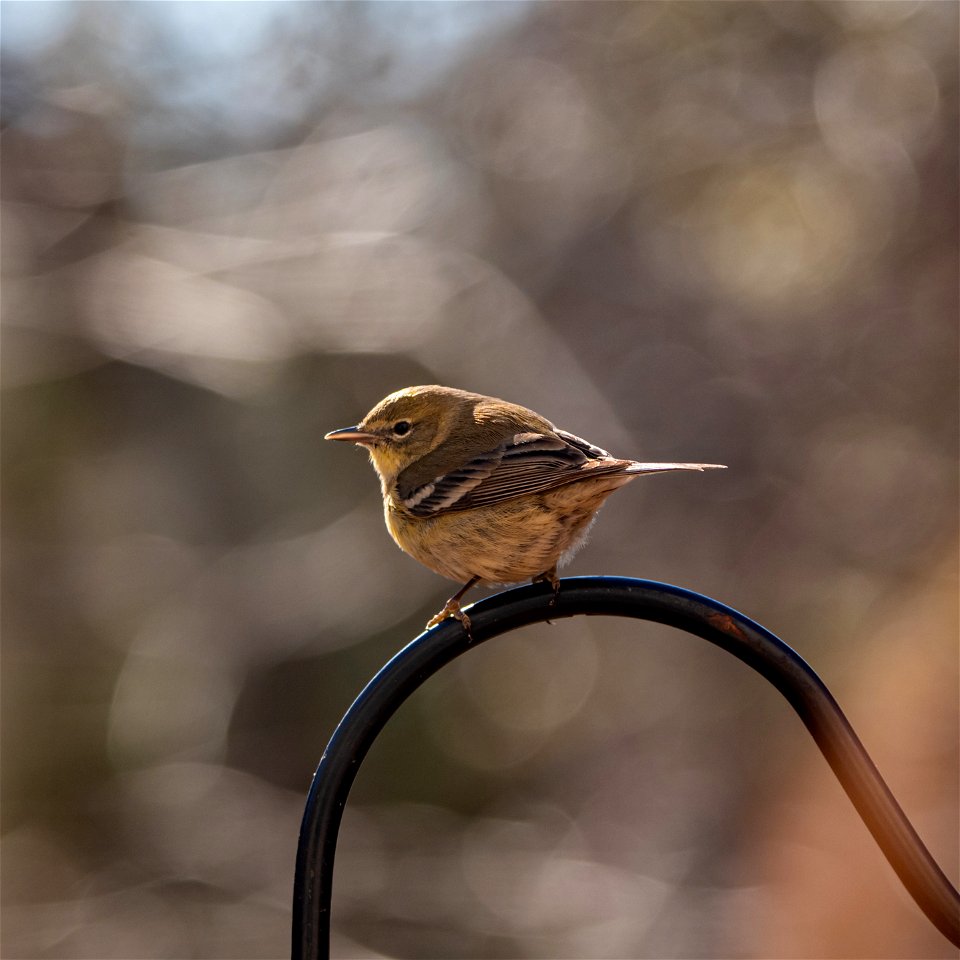 Day 194 - “Birds are magical. Their flight alone can arouse a clever thought.” - Michael Bassey Johnson