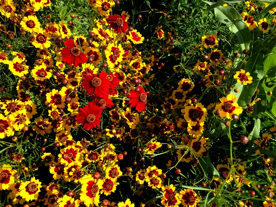 Coreopsis Lake Andes Wetland Management District South Dakota photo