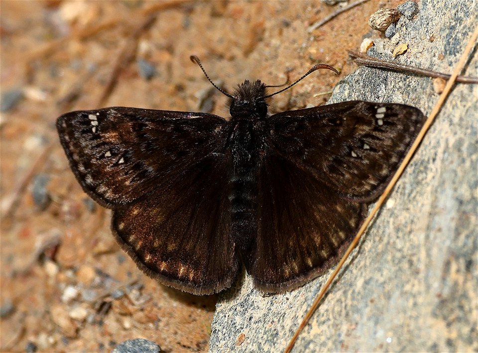 DUSKYWING, WILD INDIGO (Erynnis baptisiae) (05-05-2023) cades cove, great smoky mt nat park, blount co, tn (1)