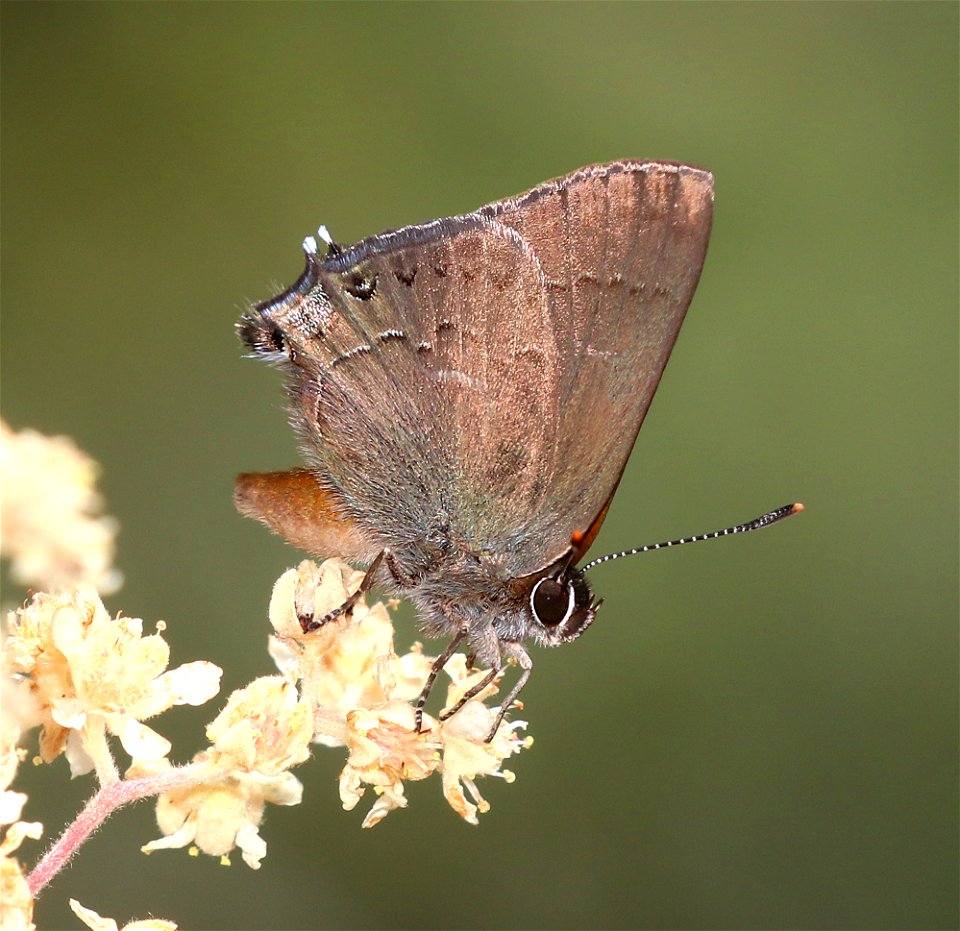 HAIRSTREAK, HEDGEROW (Satyrium saepium) (6-21-2021) 2800 ft, french hill rd, smith river nat rec area, del norte co, ca -02