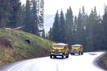 Tower-Roosevelt to Chittenden Road ribbon-cutting:White buses near a black bear photo