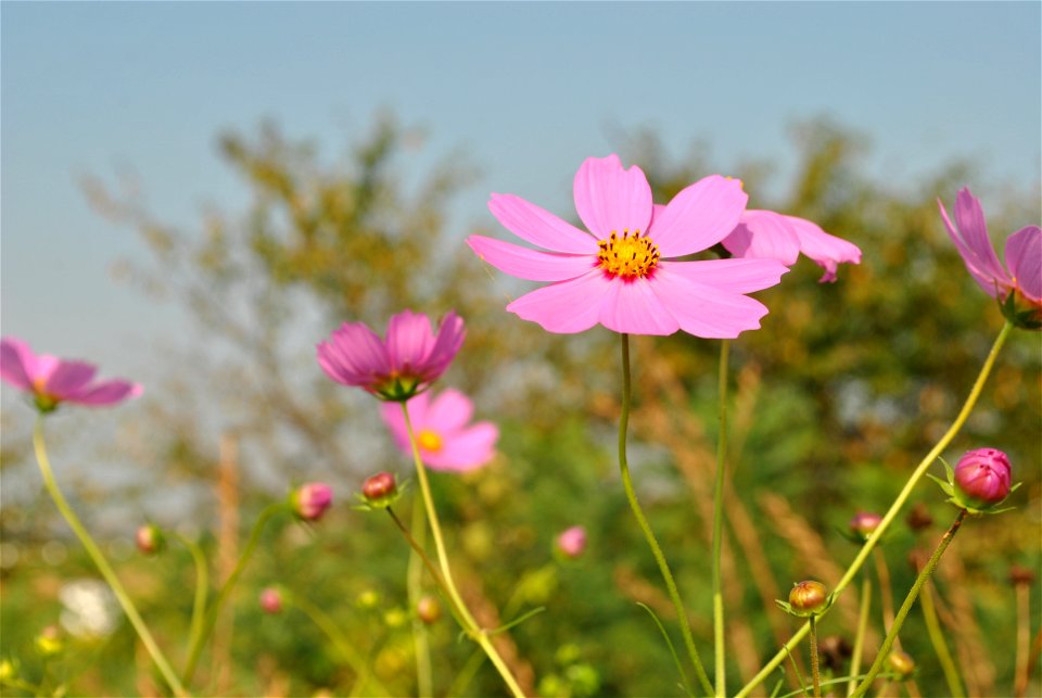 Cosmos Flowers