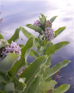 Milkweed Along a Pond photo