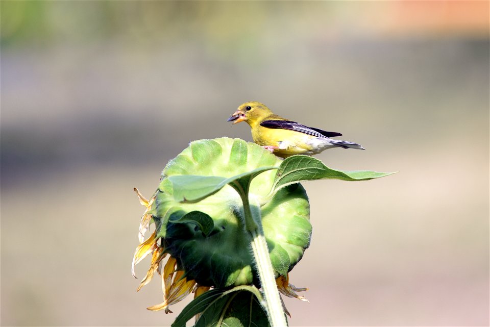 American goldfinch