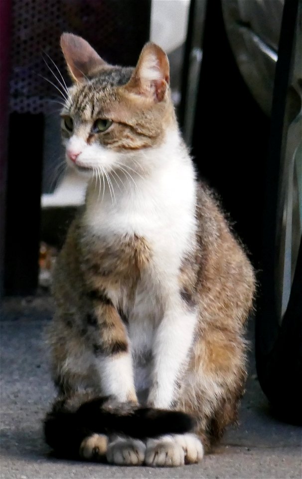 independent_cats_str2017_0624_072923(1)