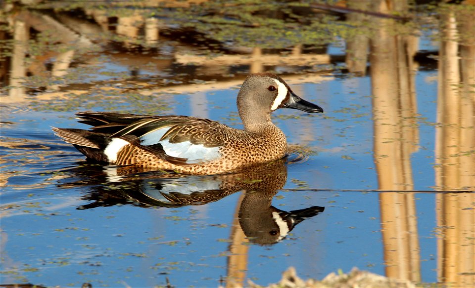 Drake Blue-winged Teal Huron Wetland Management District, South Daktoa