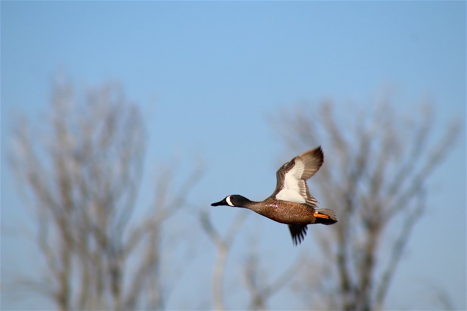 Blue-winged Teal Flying Owens Bay Lake Andes National Wildlife Refuge South Dakota