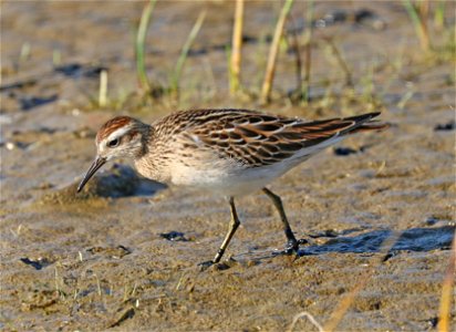 321 - SHARP-TAILED SANDPIPER (9-11-2021) lake tolowa, del norte co, ca (10) juvenile