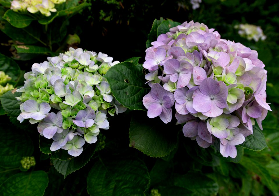hydrangea