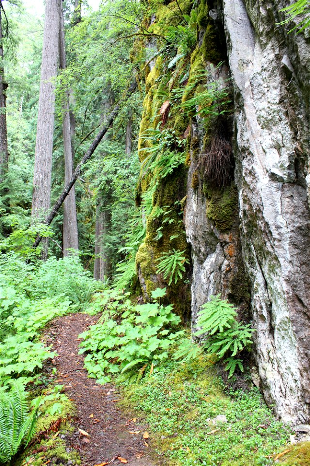 img_1548_rock-and-ferns-along-trailjpg_49364498211_o
