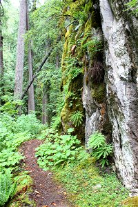img_1548_rock-and-ferns-along-trailjpg_49364498211_o