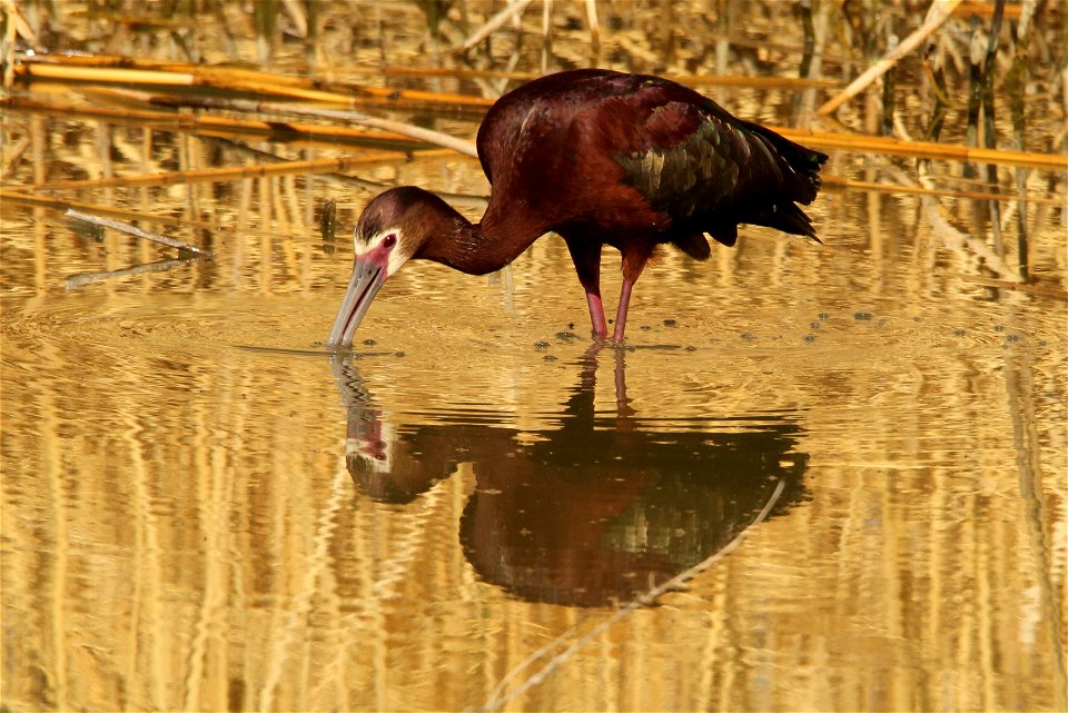 White-Faced Ibis Bear River Migratory Bird Refuge