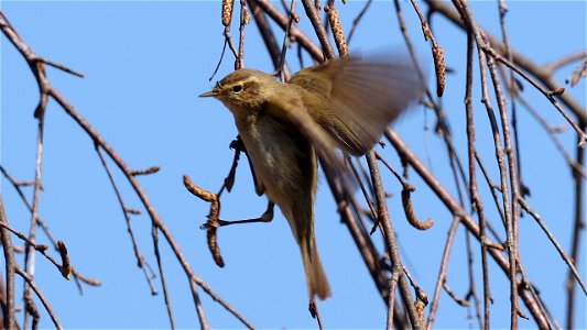 Der Zilpzalp flattert durch die Birke