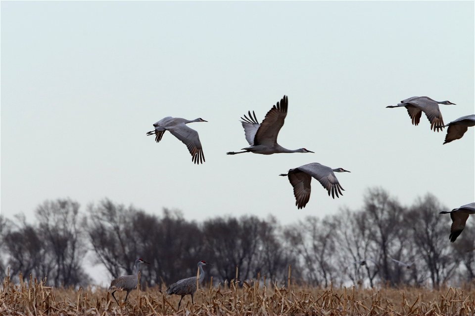 Sandhill Cranes Huron Wetland Management District South Dakota