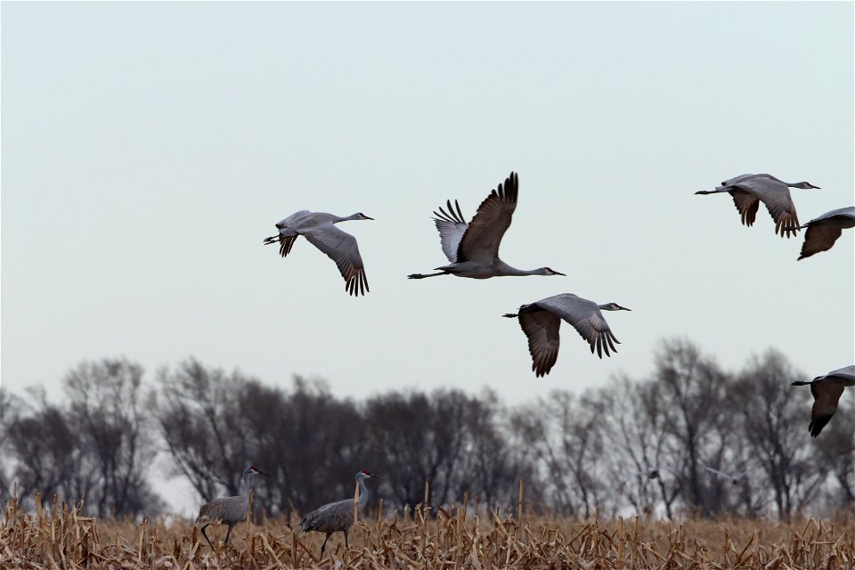 Sandhill Cranes Huron Wetland Management District South Dakota photo