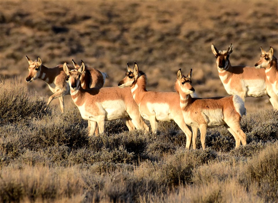 Pronghorn at Seedskadee National Wildlife Refuge