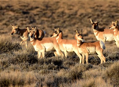 Pronghorn at Seedskadee National Wildlife Refuge