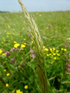 Trisetum flavescens (L.) P.Beauv., 1812