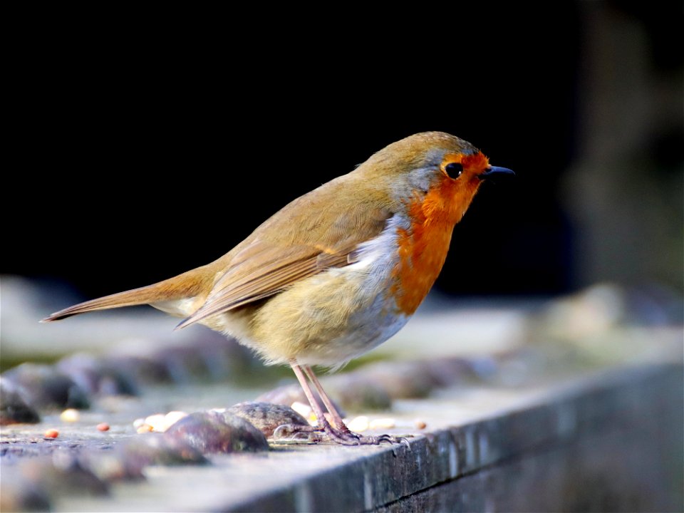 Rail Trail Robin