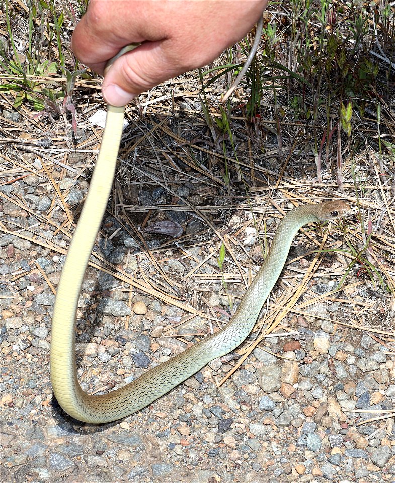 WESTERN YELLOW-BELLIED RACER (Coluber constrictor mormon) (05-15-2022) at bridge, howell botanical drive, 8 dollar road, josephine co, or (4)