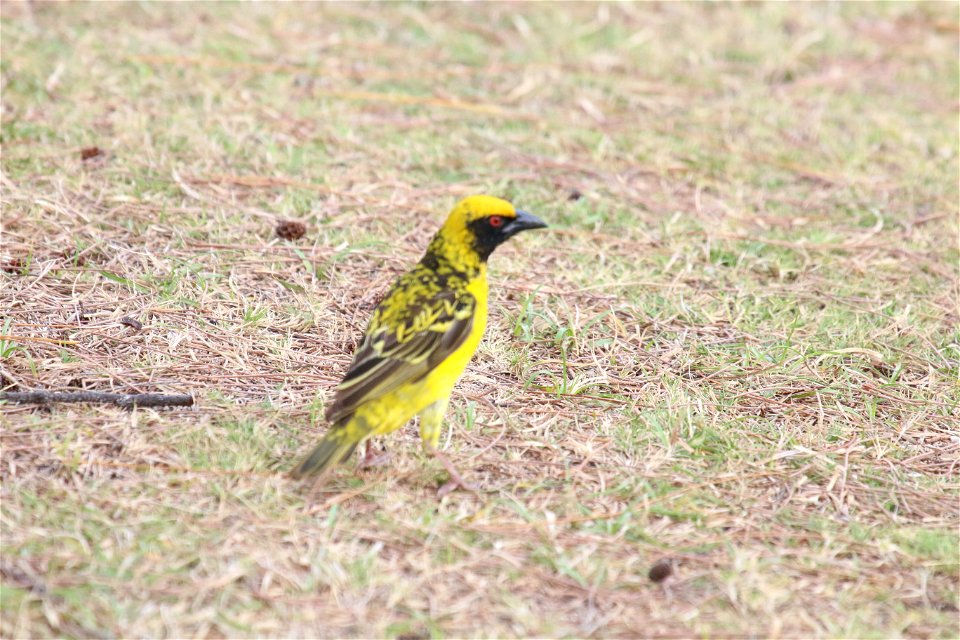 Ploceus cucullatus 1