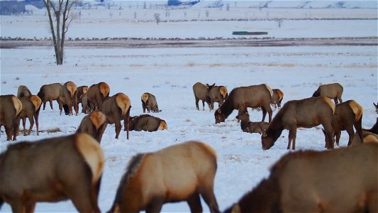 Sleigh Rides on the National Elk Refuge photo