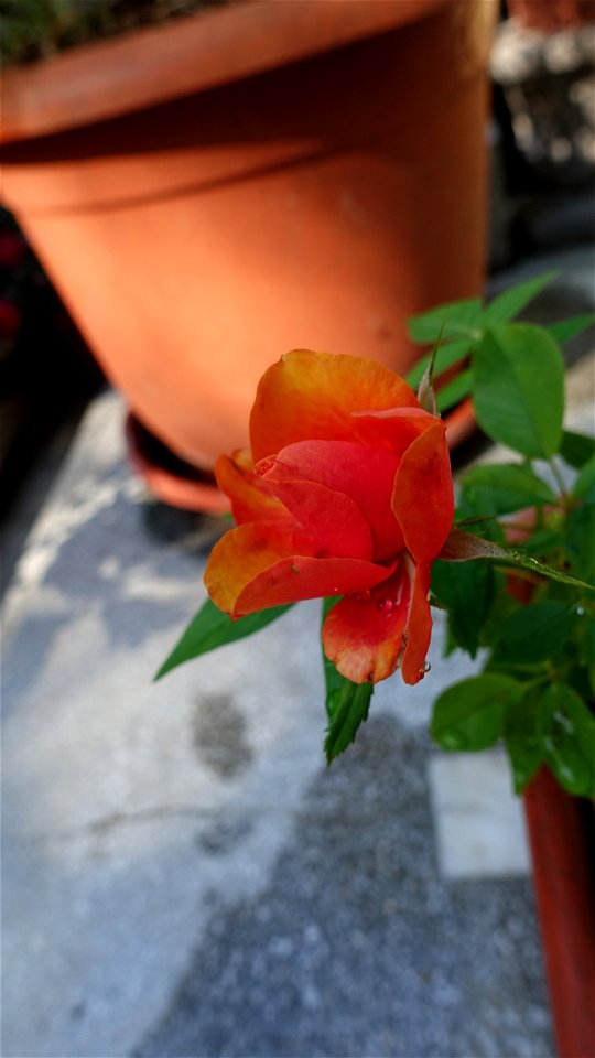 cimitir_SfVineri2021_0808_090113