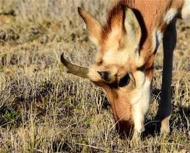 Pronghorn at Seedskadee National Wildlife Refuge
